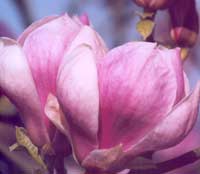 Growing Magnificent Magnolias